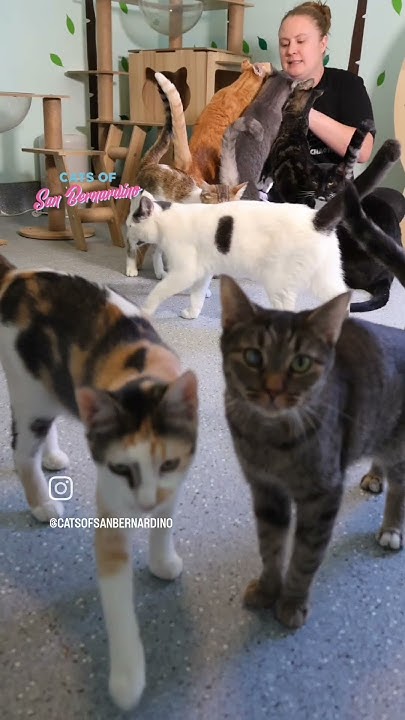 adopt-an-adult-cat-cat-kittenrescue-rescuekitty-catrescue-youtube