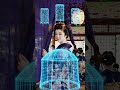 Teahouse girl and digital glitch お茶屋の一番人気