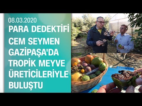 Cem Seymen, Gazipaşa'da tropik meyve üreticileriyle bir araya geldi - Para Dedektifi 08.03.2020