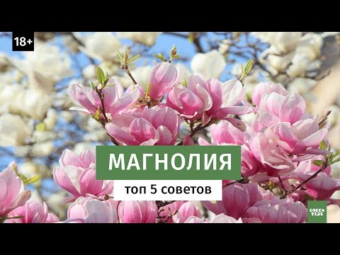 Видео: Магнолия бяла (растение) - полезни свойства и употреба на магнолия, цветя и семена от магнолия