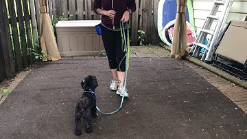 E-Collar Conditioning Mistakes