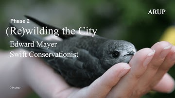 (Re)wilding the City: Edward Mayer, Swift Conservation
