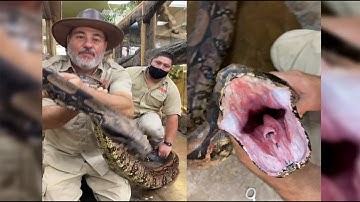 Big Python Eating Chicken In The Zoo, Biggest Python You Never Seen