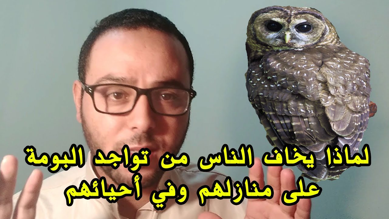 لماذا يخاف الناس من تواجد طائر البومة ( موكة ) على منازلهم وفي أحيائهم السكنية ؟