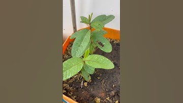 Guava tree growth from seeds #guava #planttimelapse