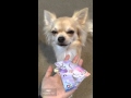 チワワの銀さん ギフト券ビリビリにして反省する おしゃべりペット