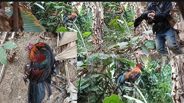 mus dib qaib qus sawv ntxov tau 1 tug