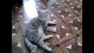 Кот учится писать Кот учится писать