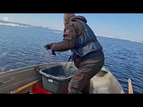 Löytyykö verkot jäälauttojen