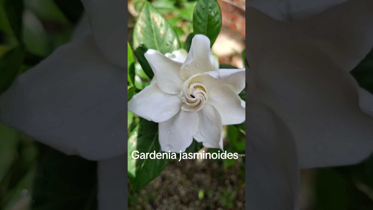 Gardenia jasminoides in Pasir Mas, Kelantan, Malaysia.