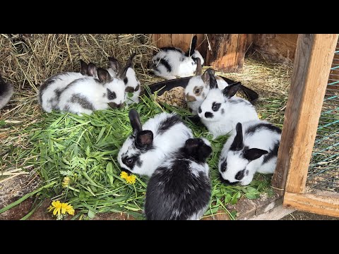 РАЗВЕДЕНИЕ КРОЛИКОВ🐇🐰🐰🐇🐰