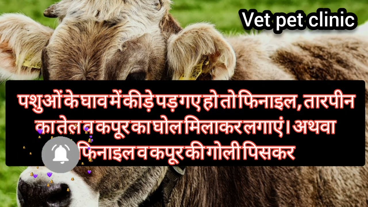 पशुवो मैं सभी प्रकार के घाव को ठीक करे।lorexane spray,neosporin powder