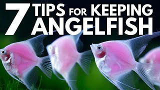 7 Tips for Keeping Angelfish in an Aquarium