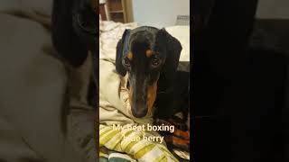 #funny #dachshund #puppy ##foryou #sausagedog #babyboy