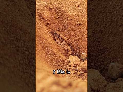 حشرة غامضة تحفر الارض سبحان الله حشرة حشرات عالم الحشرات حفر غريب ڤيديو غريب مخلوق غامض