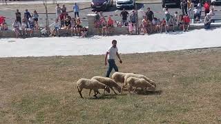 Adiestramiento de Perro Pastor en Terroba (La Rioja)2*parte
