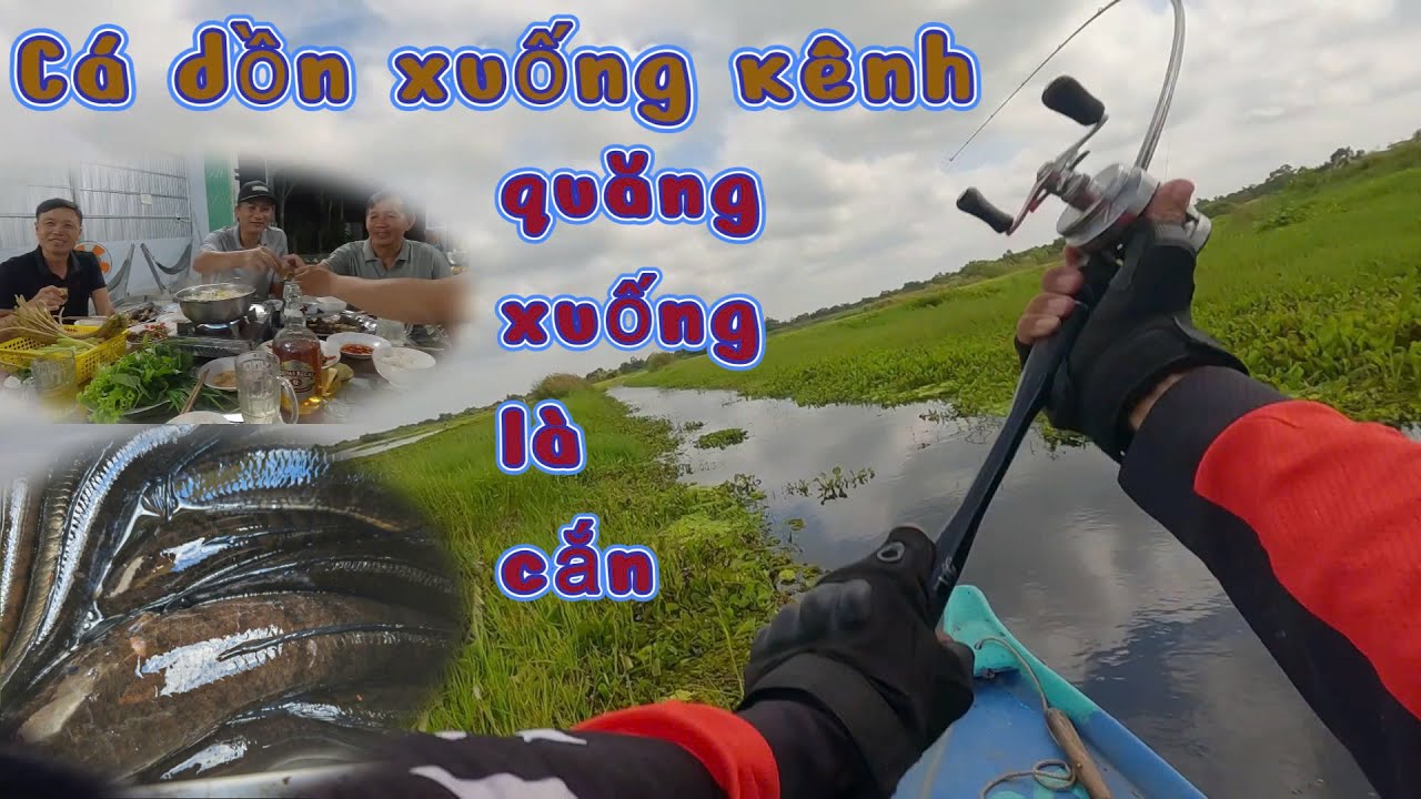 Câu cá lóc U Minh Thượng cận ngày đóng cửa, láng cạn cá dồn xuống kênh rất nhiều || VR Fishing