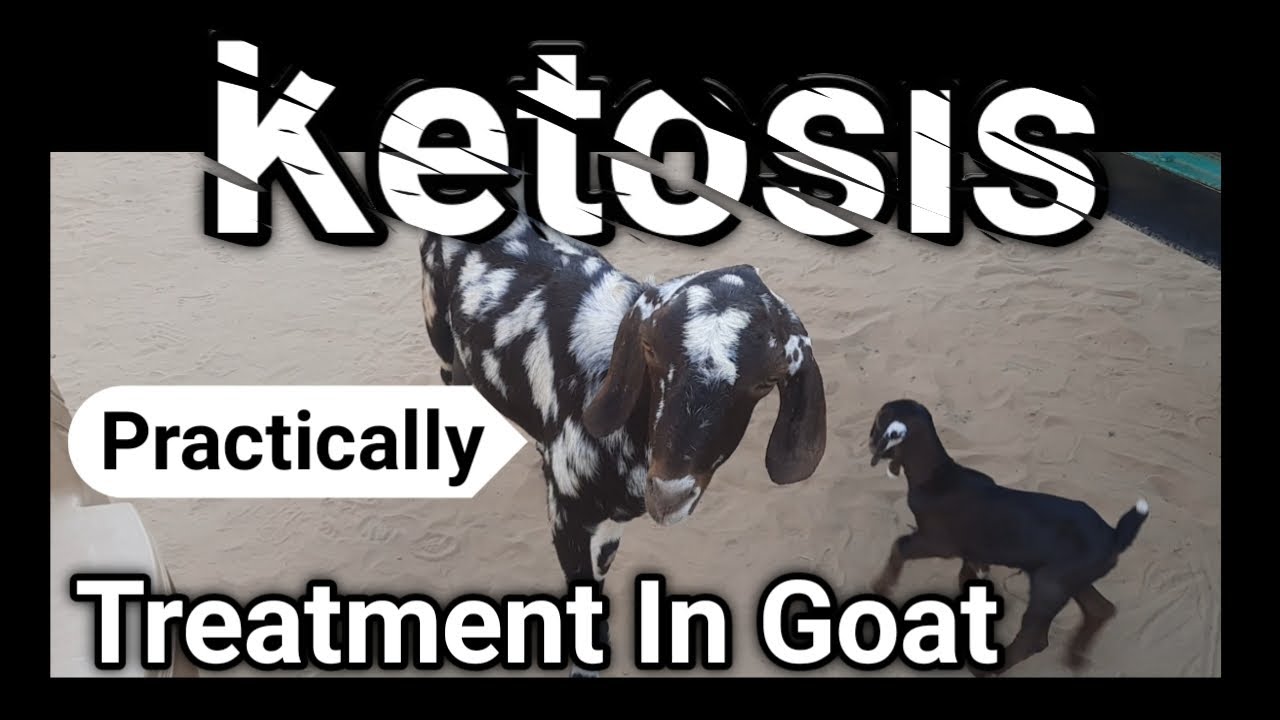 ketosis treatment in goat animals बकरियों के कीटोसिस रोग का इलाज bakri