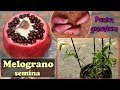 Come SEMINARE i semi del MELOGRANO raccolti dal frutto - Punica granatum