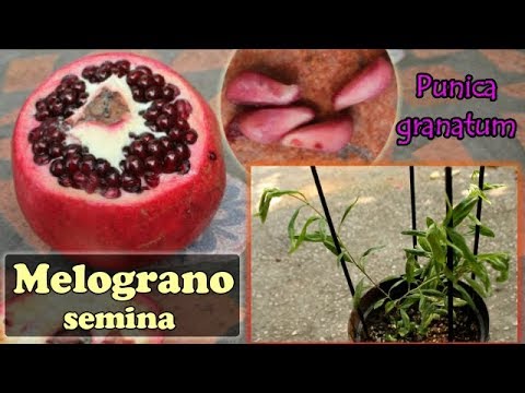 Video: Potresti mangiare semi di melograno?