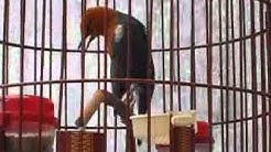 Kicau Mania | Suara Burung | ANIS Merah Gacor Volume Keras Teler Mantap - Durasi: 8:53. Kicau Mania | Suara Burung | ANIS Merah Gacor Volume Keras Teler Mantap - Durasi: 8:53.