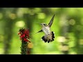 GOOD MORNING Summertime Day - 24 Hours Peaceful Relaxing Music, Stress Relief, Peaceful Relaxing