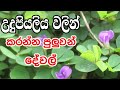         benefits we get from udupiyaliya plant  herbal plant