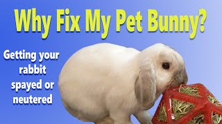 Why Fix My Pet Bunny? {My Fixed Free Roam Bunny} Should I Fix My Rabbit? {Getting Your Bunny Fixed}