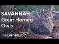 Savannah Ospreys Nest View | Cornell Lab & Skidaway Audubon