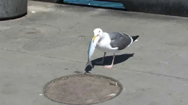 Seagull swallows a fish