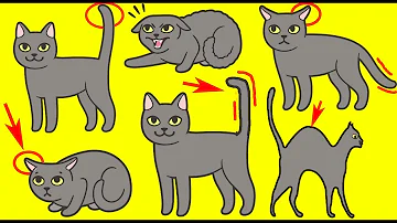 Что означает поднятый вверх хвост у кошки