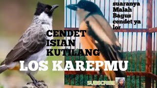 Cendet gacor isian Kutilang dijamin beda