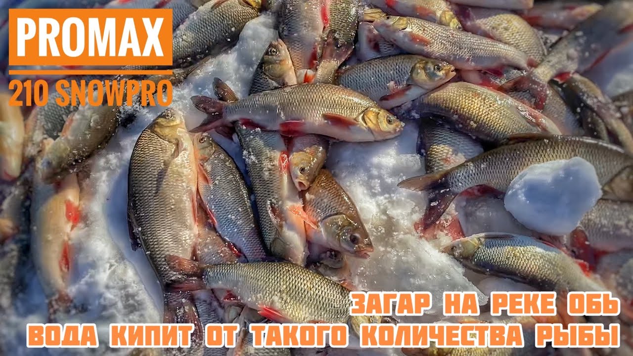 Загар на реке Обь. Едем на снегоходе promax 210 snowpro на зимнюю рыбалку.