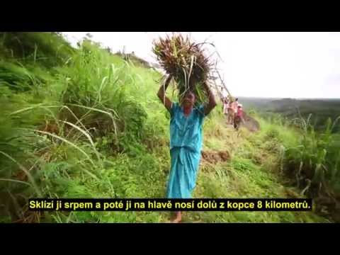 Video: Pěstování Citronové Trávy Ze Semen