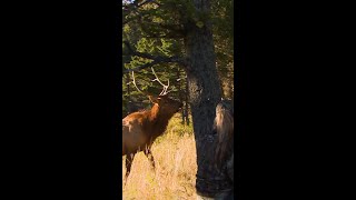 Have you ever been this close to a bugle before? What has been your closest encounter with elk?