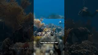 Exploring a wild Caribbean coral reef 🤿 #Shorts