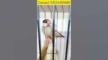 Fawn & Albino Java Ready to Breed Females Available   #bird  #javasparrow #viral