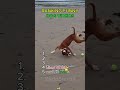 Ranking Dog Moments!