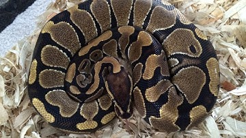 Ball python strike compilation