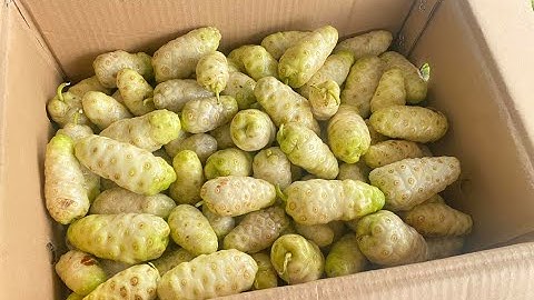 BÁN QUẢ NHÀU TƯƠI GIAO HÀNG TOÀN QUỐC UY TÍN_BÁN TRÁI NHÀU TƯƠI_CÔNG DỤNG TRÁI NHÀU TƯƠI_0973 765730