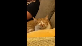 Chonky Cat Falling Asleep, Sitting On The Couch