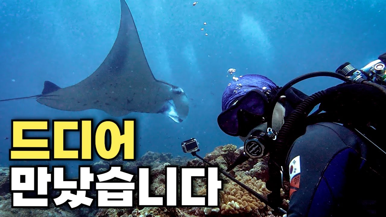 한국에서 가장 가까운 만타가오리 천국, 이시가키 | 일본 이시가키지마 - 스쿠버다이빙