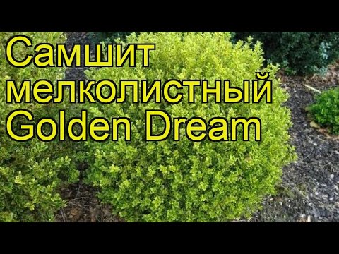 Самшит мелколистный Голден Дрим. Краткий обзор, описание buxus microphylla Golden Dream