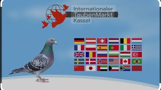 видео: МЕЖДУНАРОДНЫЙ ГОЛУБИНОЙ РЫНОК — КРУПНЕЙШАЯ В МИРЕ ВЫСТАВКА ПРОДАЖИ ДЛЯ ЗАВОДЧИКОВ СПОРТИВНЫХ ГОЛУБЕЙ картинка: МЕЖДУНАРОДНЫЙ ГОЛУБИНОЙ РЫНОК — КРУПНЕЙШАЯ В МИРЕ ВЫСТАВКА ПРОДАЖИ ДЛЯ ЗАВОДЧИКОВ СПОРТИВНЫХ ГОЛУБЕЙ
