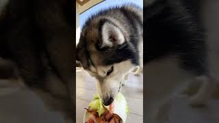 Download Lagu Microcosm of Society 🐶 #DogLife #Microcosm #CabbageNap #FunnyDogs #PetComedy #ViralPets #CuteDogs MP3