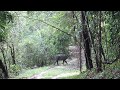 Anta nos alagados da REGUA ('Tapirus terrestris')