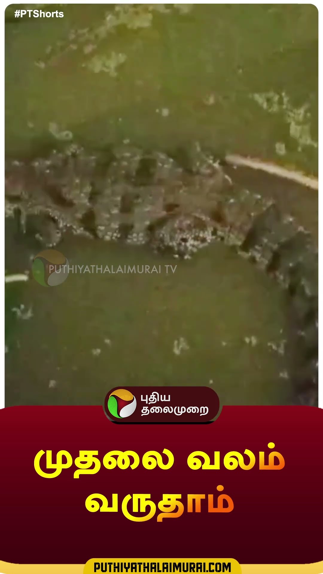 முதலை வலம் வருதாம் | #shorts | #cuddalore | #crocodile