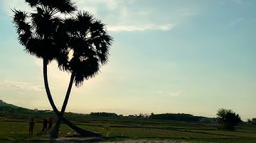 Khung cảnh cây thốt nốt tình yêu