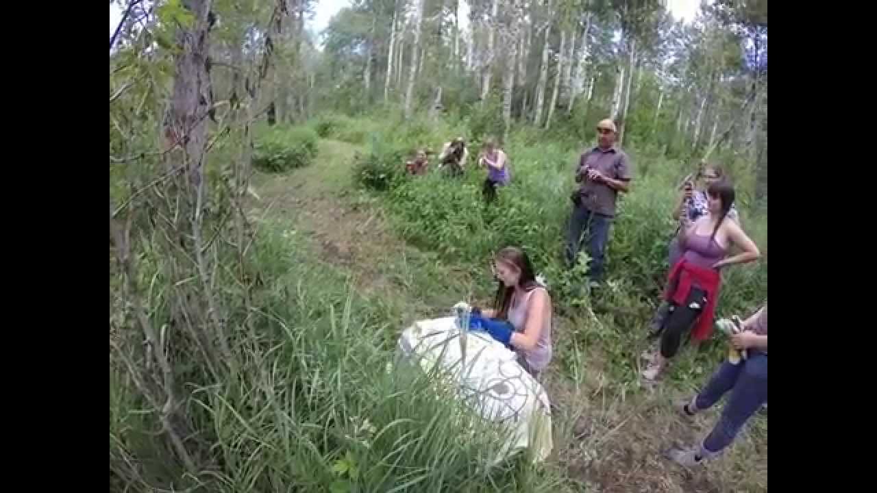 Orphaned Fox released on conserved land