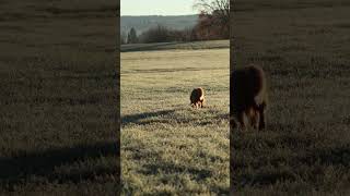 Luzis ruhiger Wintermorgen im frostigen Feld | Mini Aussie auf Entdeckungstour